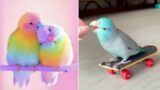 Smart And Funny Parrots Parrot Talking Videos Compilation (2024) – Cute Birds #14
