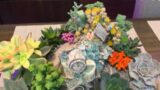 Succulent Arrangement in Terracotta Bowl