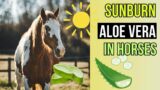 Sunburn in Horses  Aloe Vera to the Rescue