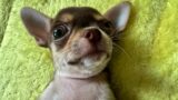 Symphony of Pup Joy: Chihuahua Puppies’ Sweet Serenades