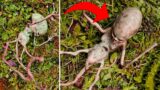 This Farmer Discovered An Alien , What Happened Next Shocked The Whole World