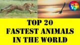 Top 20 Fastest Animals in the World | Speedy wildlife | Quick-moving animals | High-speed animals