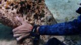 Transplanting corals onto Zoe – Living Sea Sculpture