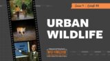 Urban Wildlife | Mutual of Omaha's Wild Kingdom Protecting the Wild