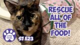 Valentine's Treats, Mail Time, Patio Drama, Food Rescue – S7 E23 – Lucky Ferals Cat Vlog
