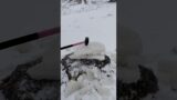 Watch and listen to satisfying breaking of thick chunks of ice with a sledgehammer #shorts