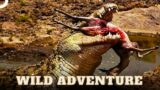 Wild Crocodiles, Kings of the Water's Edge | Wild Adventure Episode 13 | Animal Documentary