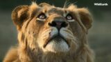 WildEarth – Sunrise Safari –  14 March 2024