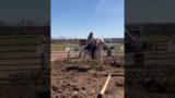 Wraith in Round Pen Starting under saddle