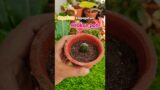broken pot| cactus propagation| small pot| terracotta pot| opuntia canterae|