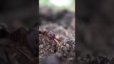 crappy trapjaw ant edit