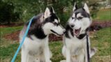 hang out with husky brothers!