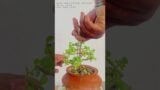 jade mini bonsai in terracotta pot #garden #bonsai #trending #jadebonsai #bonsaigarden