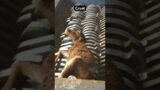 rescue|| humanity || #trending #viral #humanity #cat #catfood #catlover #cats #mostpopular #Mrbeast