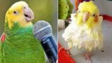 Smart And Funny Parrots Parrot Talking Videos Compilation (2024) – Cute Birds #22