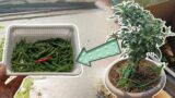 A Tray Full of Organic Chillies from My Roof Garden!!! | #38