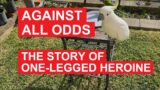 Against All Odds: A Cockatoo's Courageous Journey