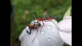 Assassin Bug eating a Leaf Footed bug