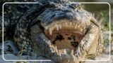 Australia's GIANT 20 Foot Crocodile | Worlds Deadliest | The Reptile Room