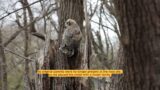Baby Great Horned Owl Survives Against All Odds