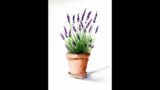 Beginner friendly painting of Lavender in a terracotta pot – wet on wet Loose watercolor tutorial