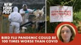 Bird flu pandemic could be ‘100 times worse’ than COVID, scientists warn
