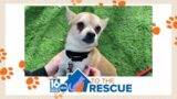 Blue at Blue Chip | 16 To The Rescue
