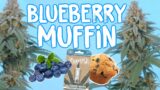 Blueberry Muffin Seed to Harvest –  The Humboldt Seed Company | Vipar Spectra KS5000 LED Grow Light