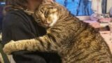Cat Gives Owner 1 Final Long Hug Before Being Put Down. Then The Vet Says: "We're Making A Mistake"