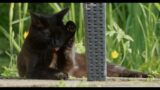 Cat – Panasonic V-log to Rec709 Colour Space Transform (CST) Test #cat #Panasonic #s5iix #vlog