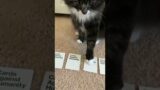 Cat Plays Cards Against Humanity #shorts