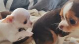 Chihuahua Puppy Playtime: Heartwarming Moments with Mom and Dad