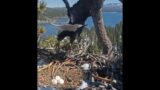 Definitely Different Day with Jackie and Shadow, Bald Eagles in Big Bear April 3, 2024