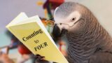 Educating a Talking Parrot