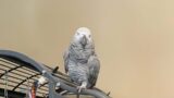 Gizmo the Grey Bird and Cosmo the Funny Parrot
