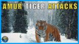 History of Siberian Tiger Attacks – From Patreon