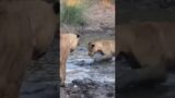 Lions Attack on Duck …!