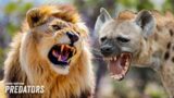 Lions and Hyenas Feast on Fallen Giraffe | Wildlife Icons 201