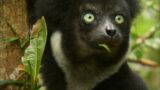 Madagascar: Island of Monsters | Wildest Africa | 4K |