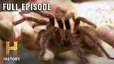 MonsterQuest: Invasion of Monster Spiders (S2, E17) | Full Episode