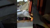My Pet Seagulls New Platform Is Working!!