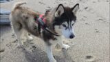 Old Husky Climbs Down To The Beach, I'm So Proud Of Him!