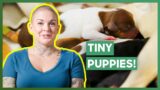 Pregnant Chihuahua Has EIGHT Puppies! | Amanda To The Rescue