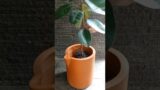 Repotting ficus elastica to handmade terracotta pot #foryou #plantlover #plantparent #home #ideas