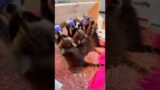 Rescue a litter of little lives #shortvideo #rescue #animals #raccoon #healing #shorts