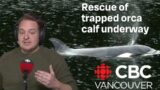 Rescue of trapped killer whale calf underway