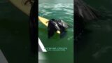 Rescuing the drowning crow brings a surprise #shortvideo #animals #rescue #crow #shorts