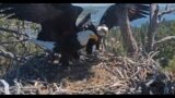 Shadow is again Run Off Nest by Jackie, Drama still with the Eagles in Big Bear April 12, 2024