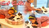 Spending a day at a cat Cafe #catcafe #cat #animallover