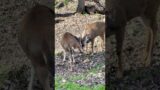 Sweet Deer to the Rescue #cute #wildlife  #shorts